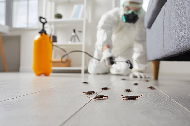 Commercial Kitchen Cockroach Control in Easton